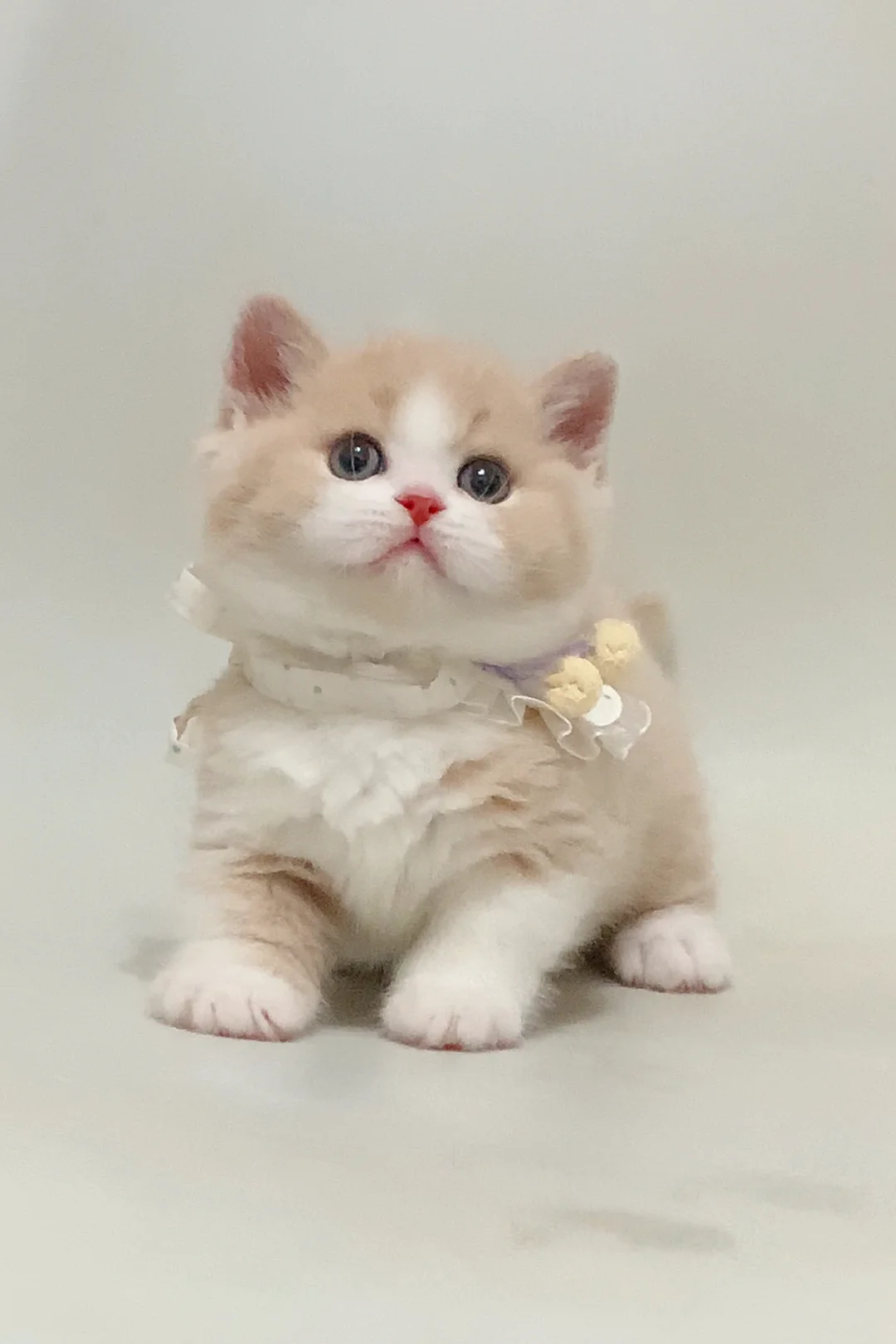 发面小馒头｜乳白矮脚弟弟 找新家
