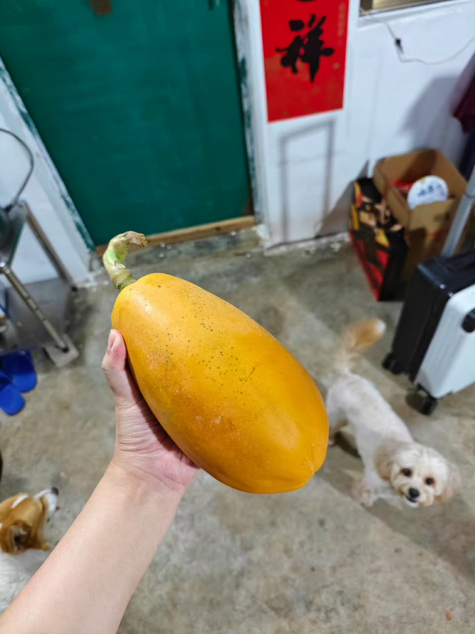 今天晚上上红心木瓜先 