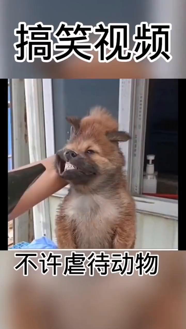 搞笑视频：不许虐待动物。