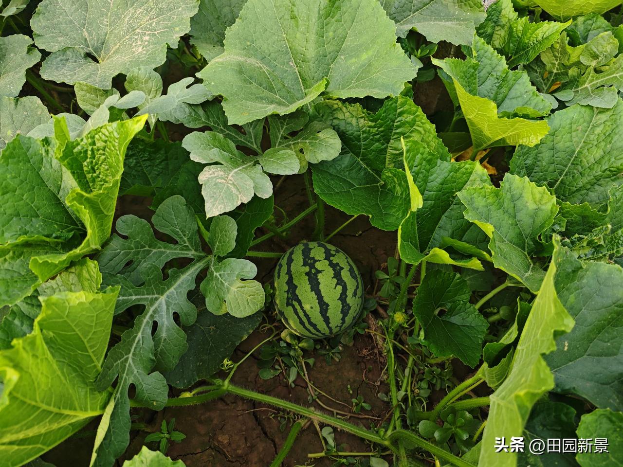 晒晒小菜园种植绿色蔬菜