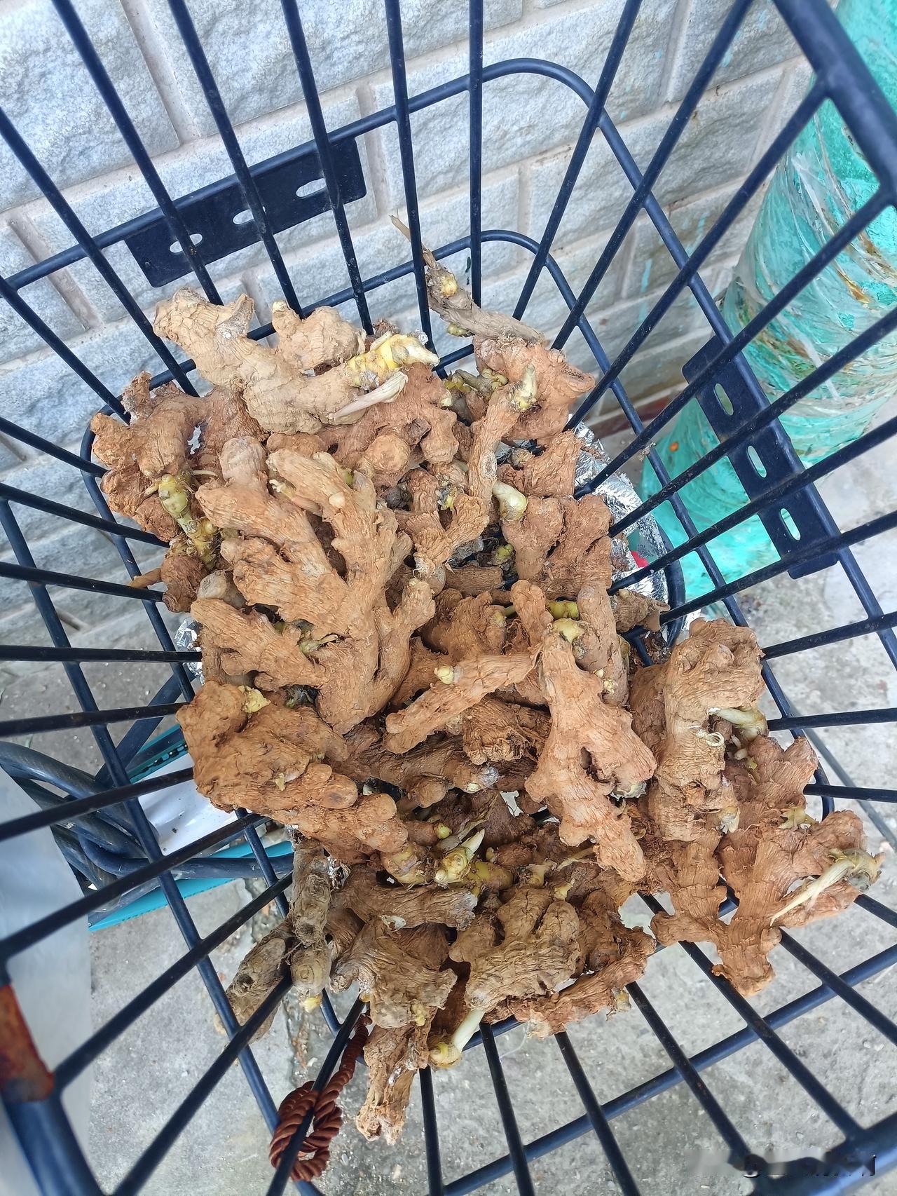 大家给看看这两筐姜山怎么样？