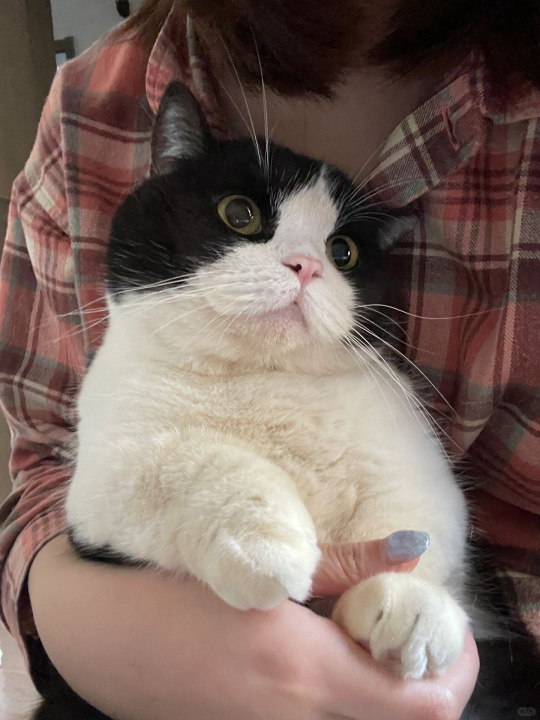 不准你没看过这么爱撒娇的奶牛猫！