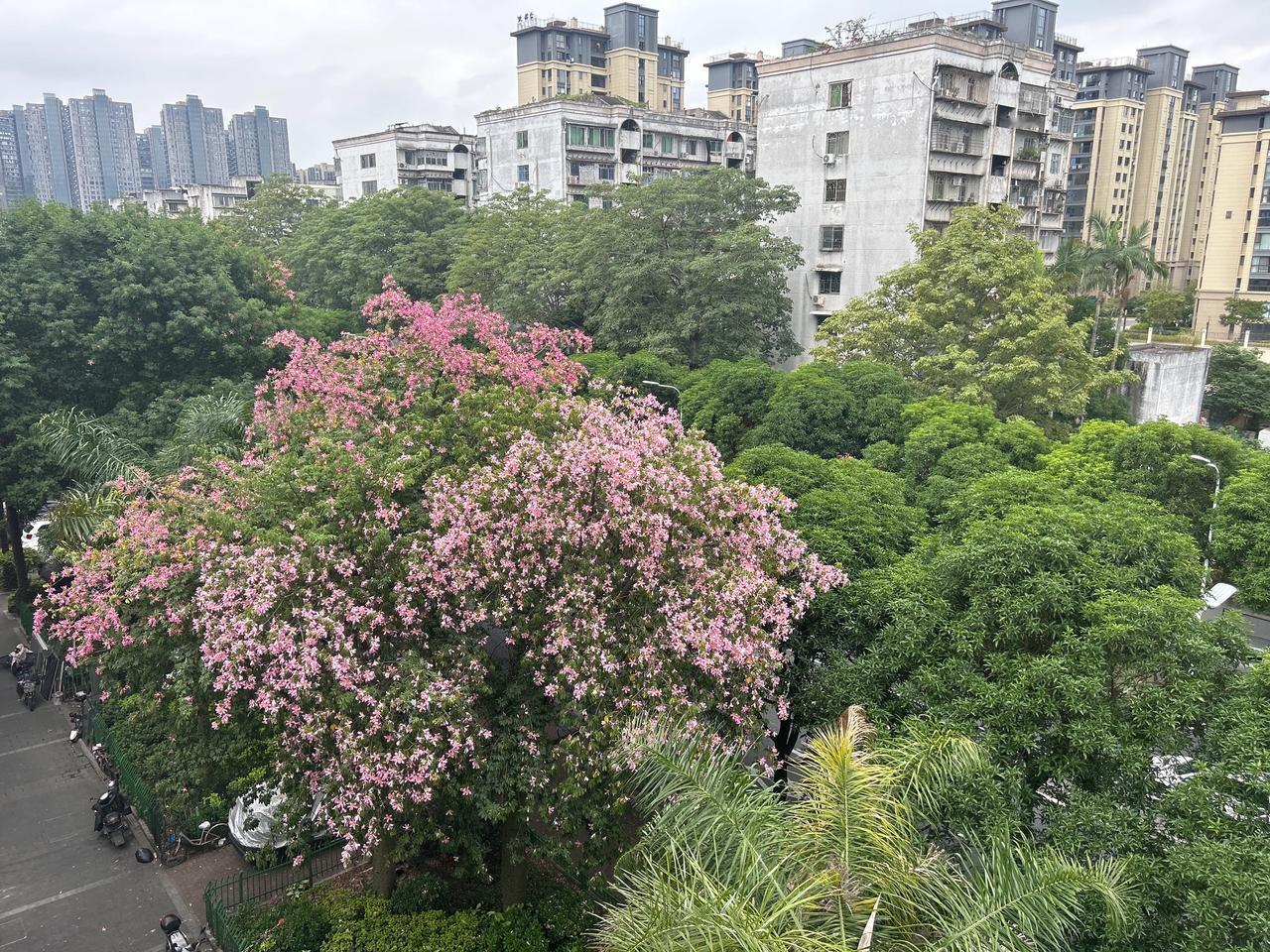 四季皆有鲜花，
一年绿植常青
一树繁花盛放，
在
榕城的初秋
#秋日生活打卡季#