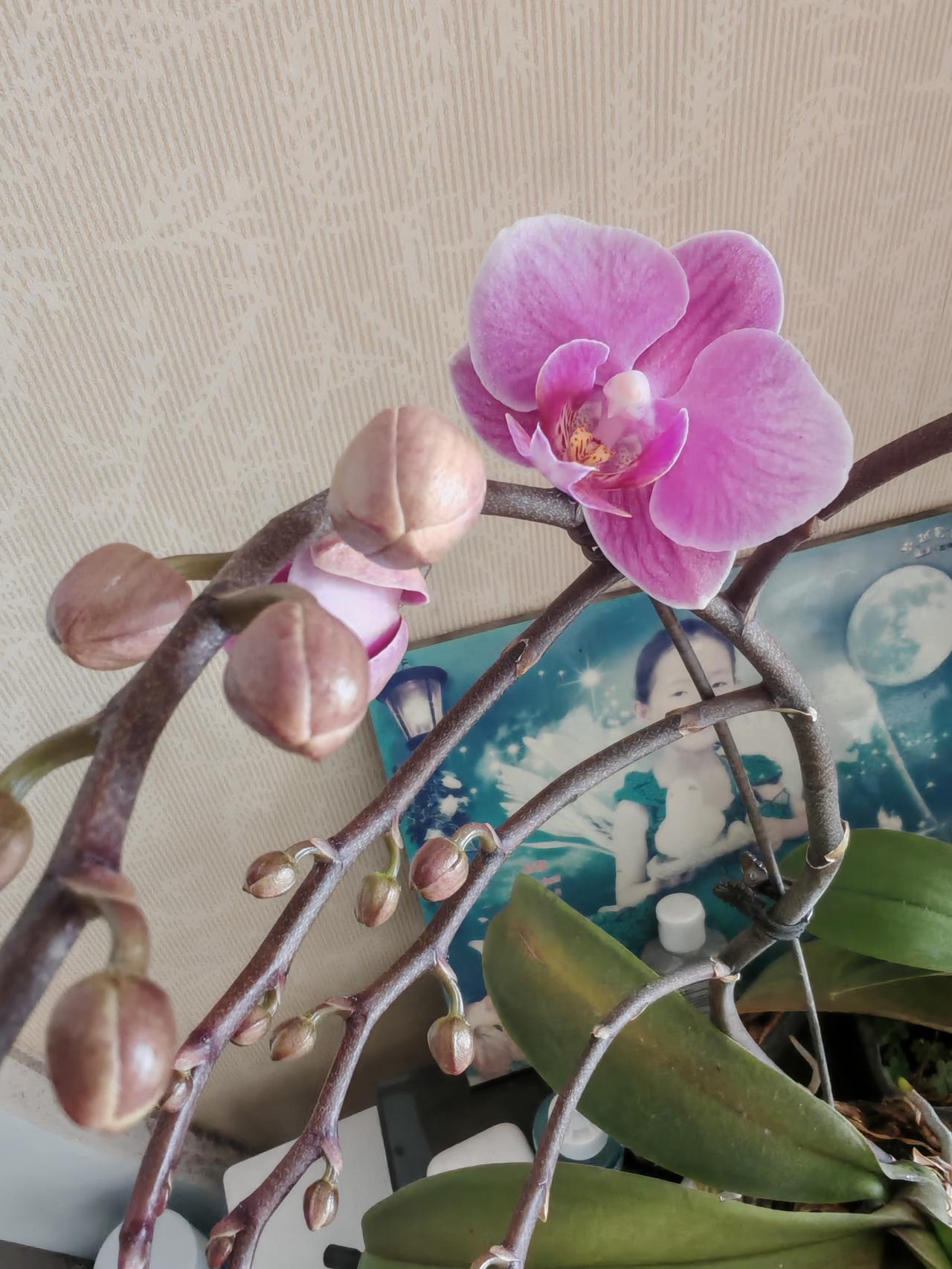 皮一下，你认为那首诗写的更好，家里的蝴蝶兰次第开放，突然来了兴致[笑哭]
​一朵