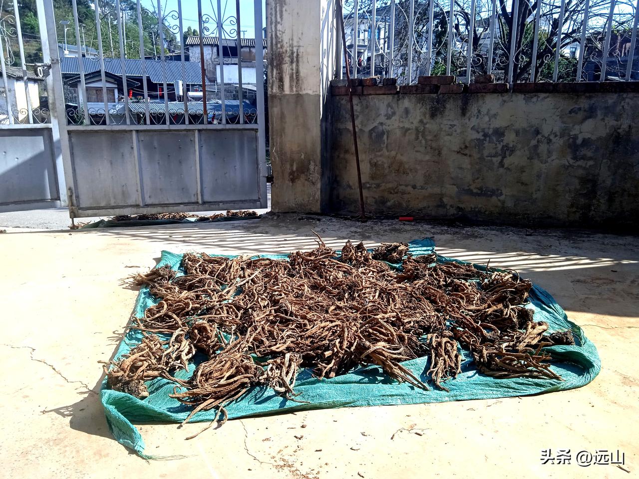 峨山各地群众利用适宜天气，积极釆收，晾晒药材。目前，药材收购价9元，群众获利千元