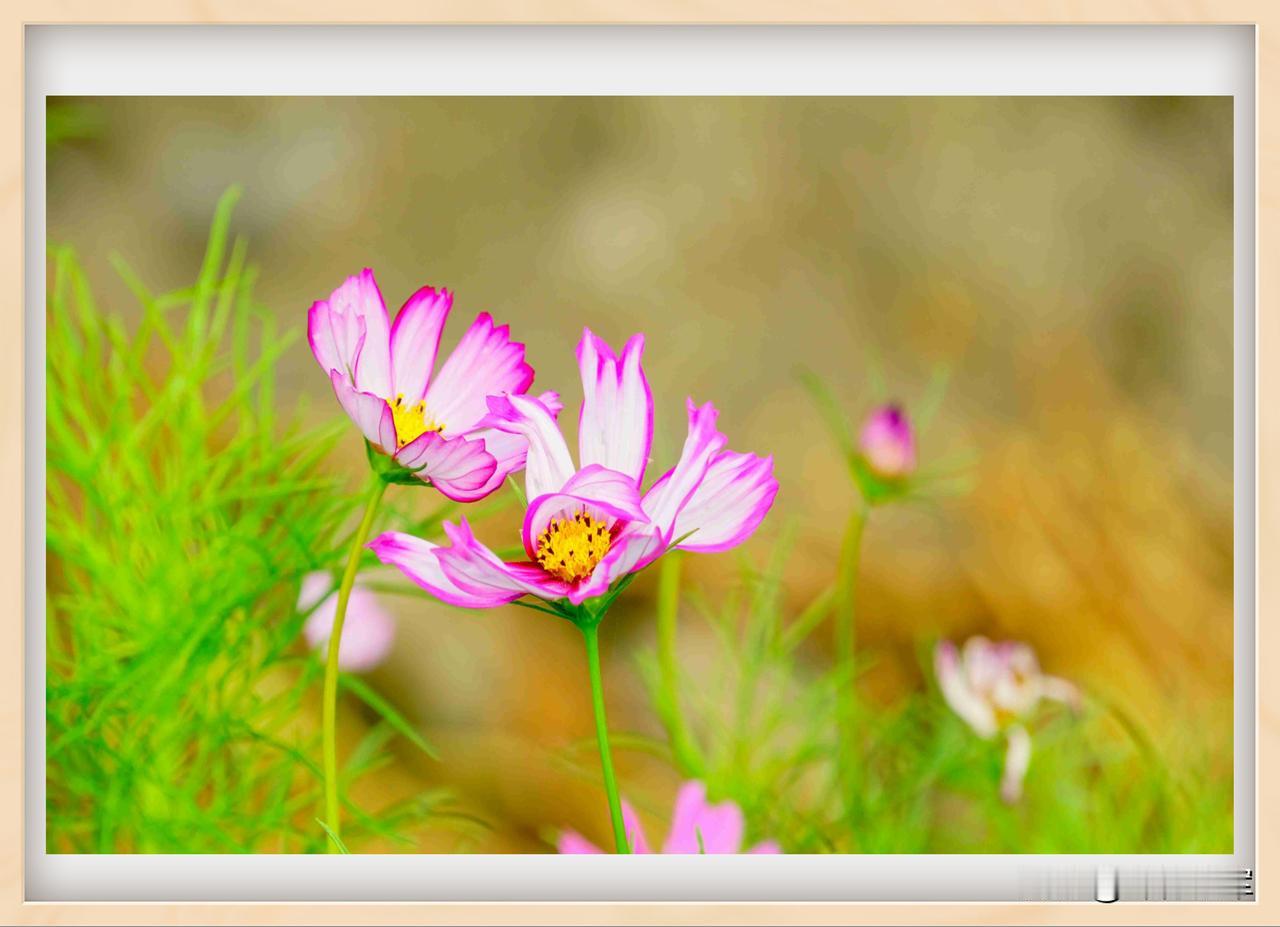 翻了翻相册，最近拍的花就是格桑花。格桑花在藏语里是“美好时光”或“幸福”的意思，