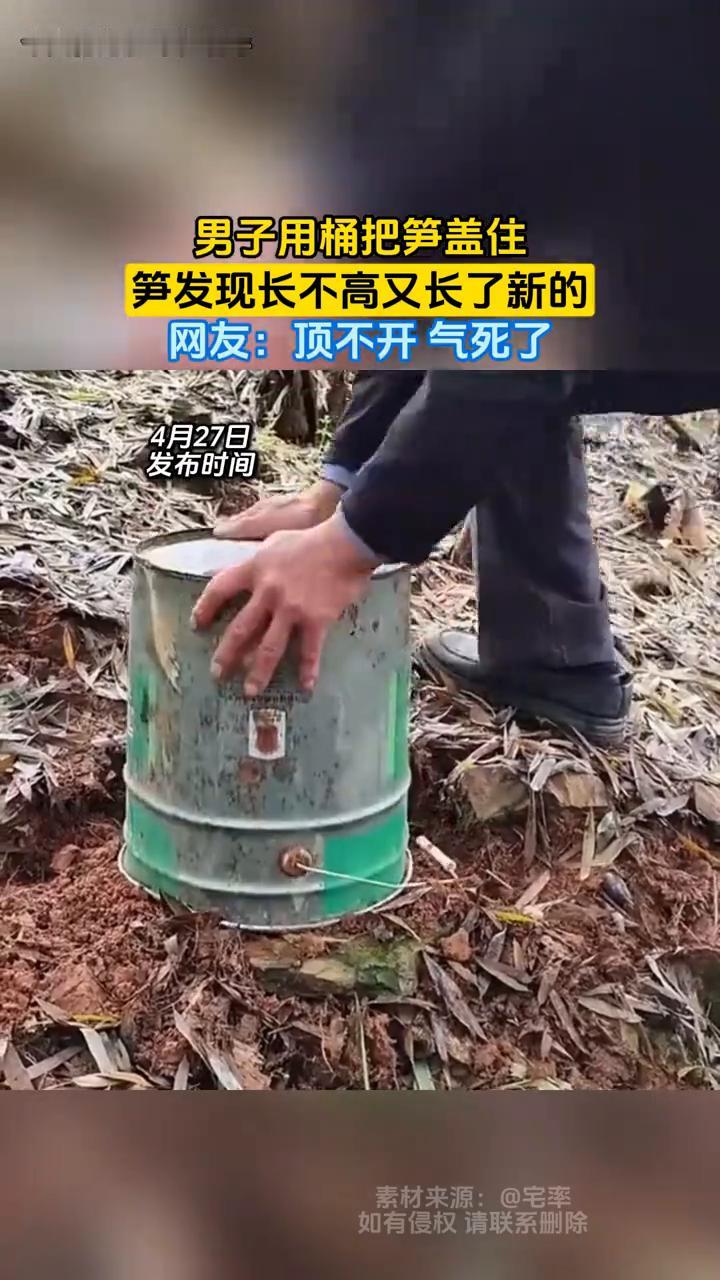 男子用桶把笋盖住，笋发现长不高又长了新的。网友：顶不开气死了。
宅率。
4月27