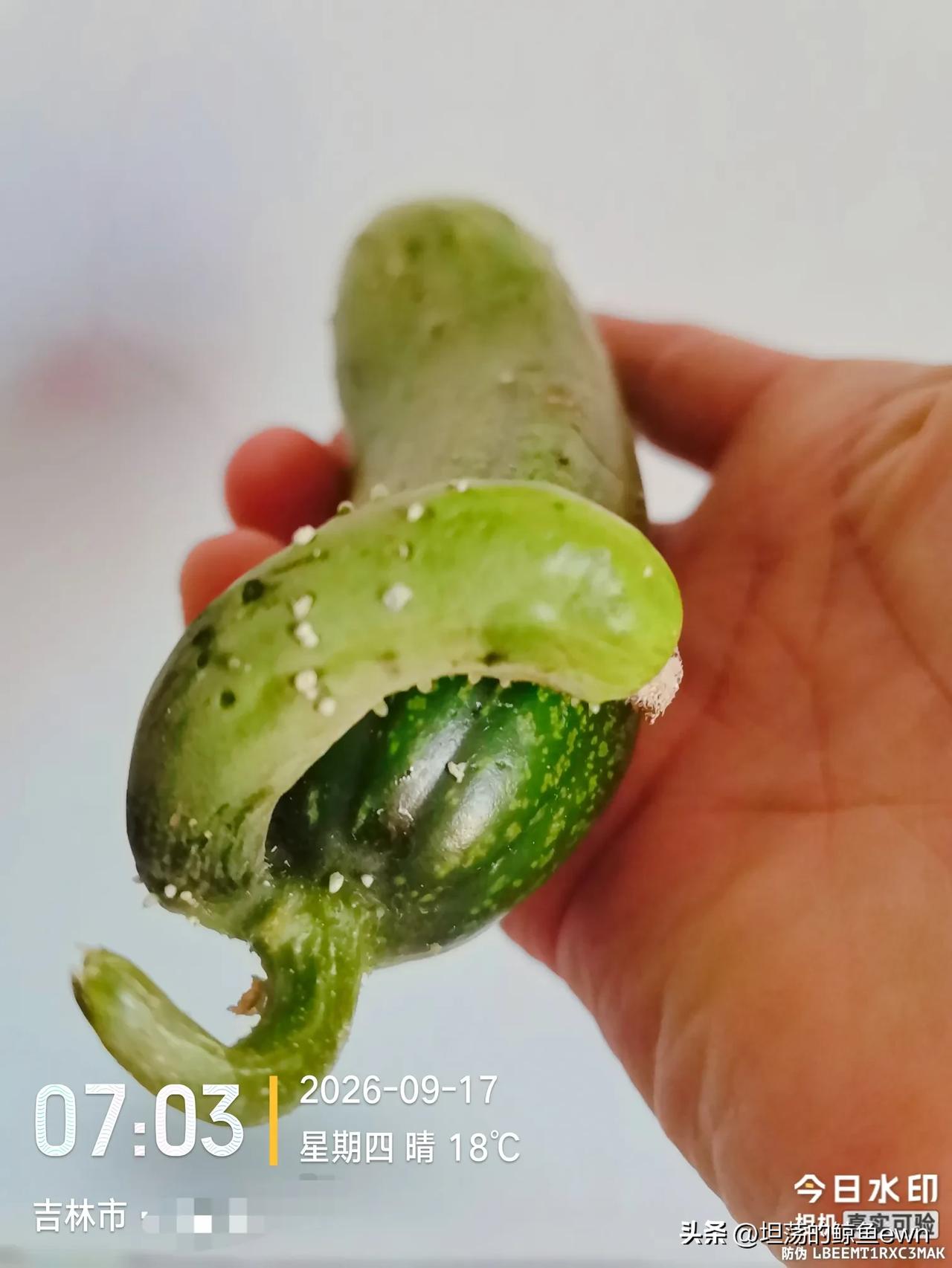 坐标吉林市， 2026年9月17日早晨07:55分，我想问一下好朋友们？从早市买
