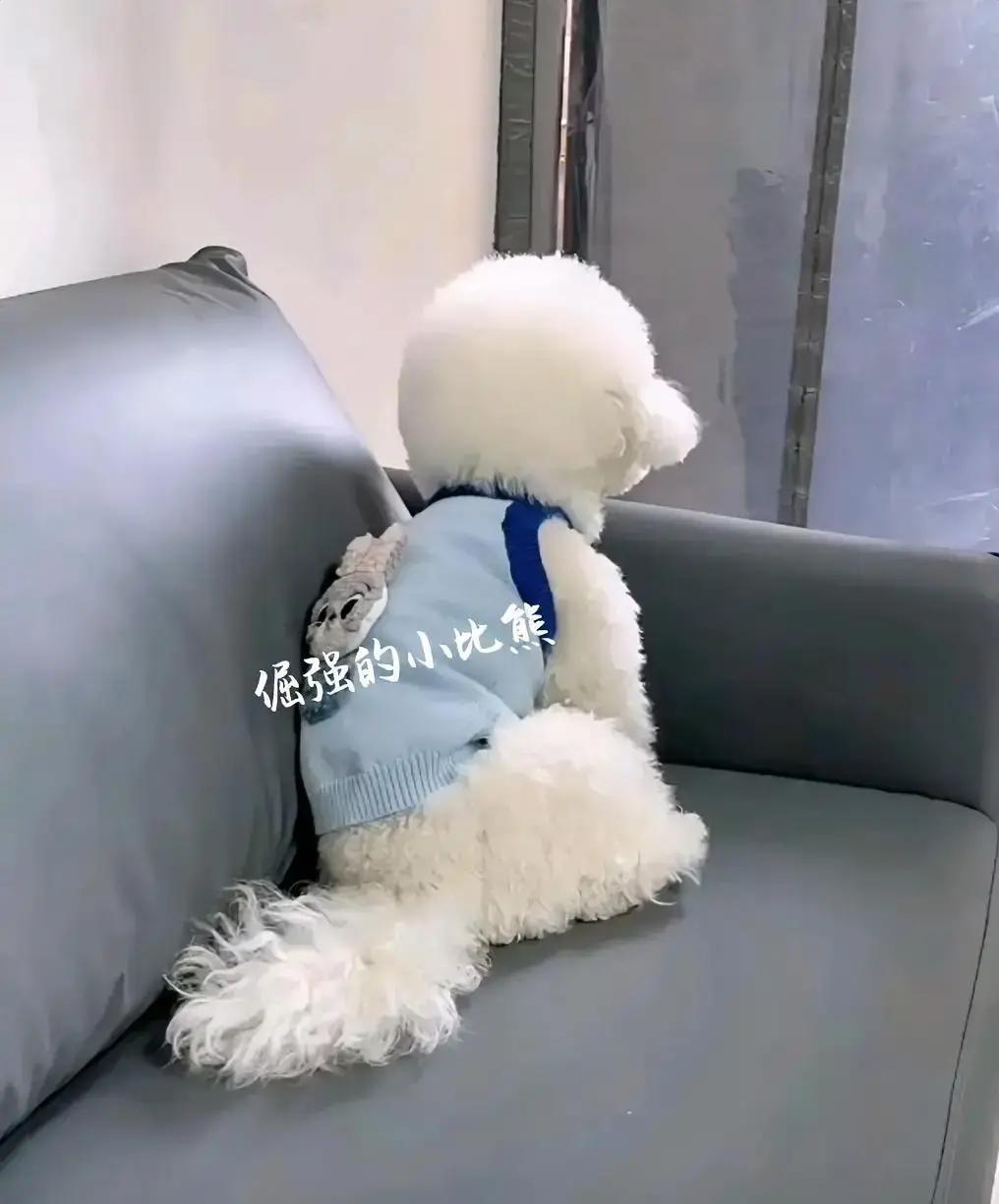 主人把母比熊卖了，公比熊当天就蔫了，饭不吃，玩具不碰，窝在墙角一盯就是一天。
视