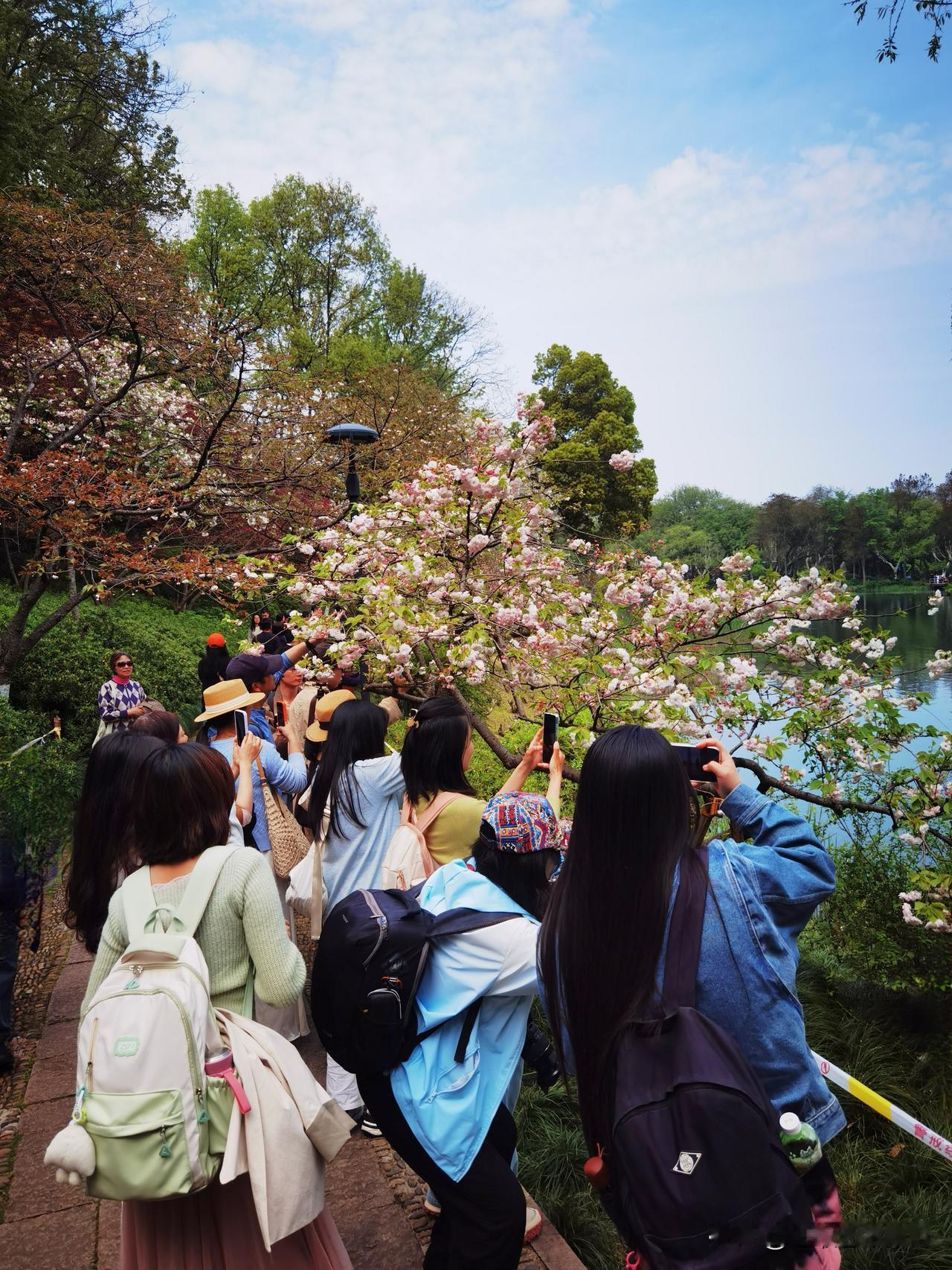 徒步杭州西湖杨公堤旁小众景点，乌龟潭景区，每年 3 至 4 月，潭边晚樱如松月、