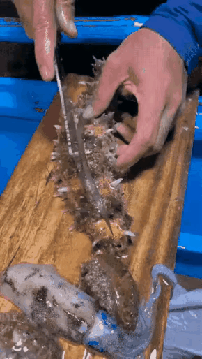 海参的肚子里居然还有小鱼儿，真是让人不可思议，也许对海参来说，鱼就是一种寄生虫，