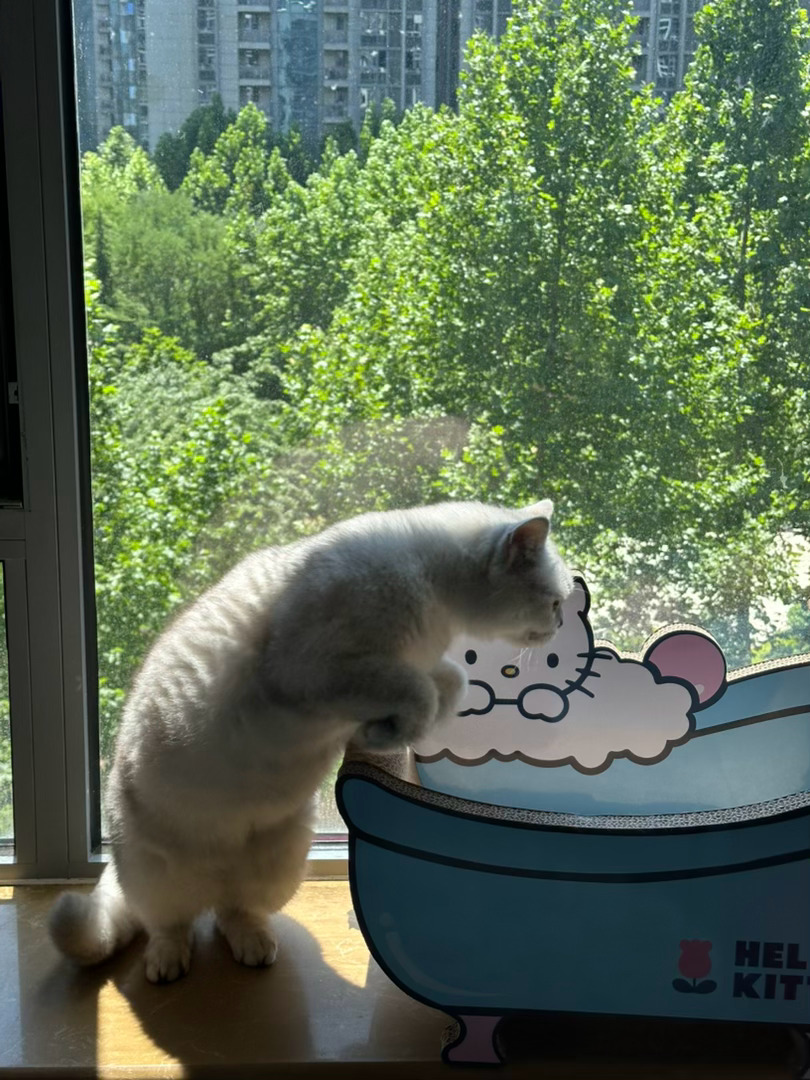 小猫儿这个灵活。 