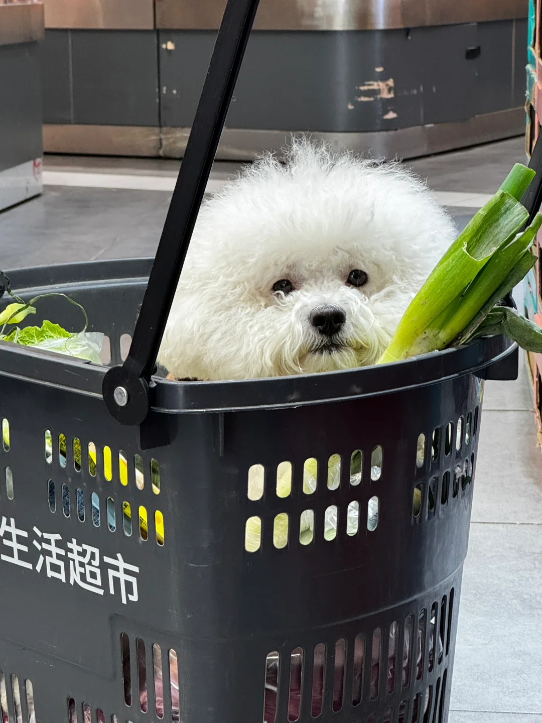 小狗买菜
