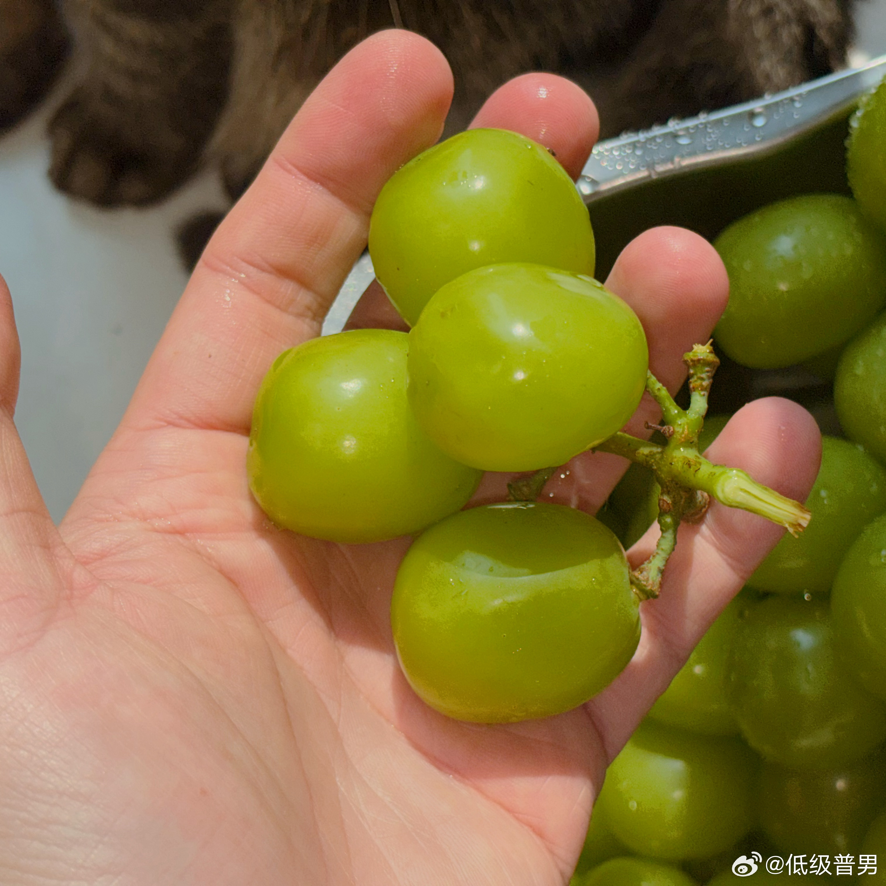 葡萄上啦！可以买蓝宝石和阳光玫瑰双拼！ 