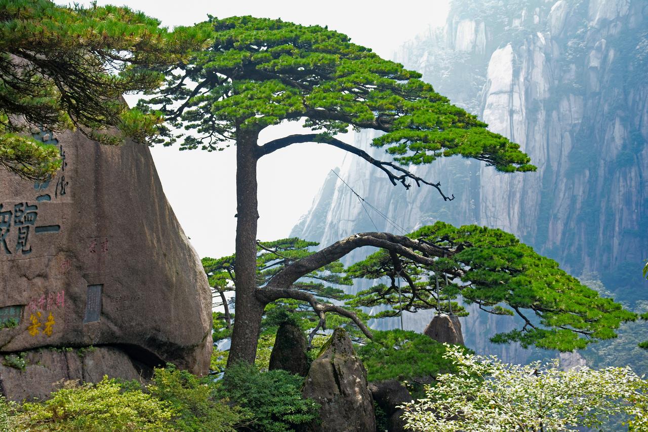 黄山上的黄山松