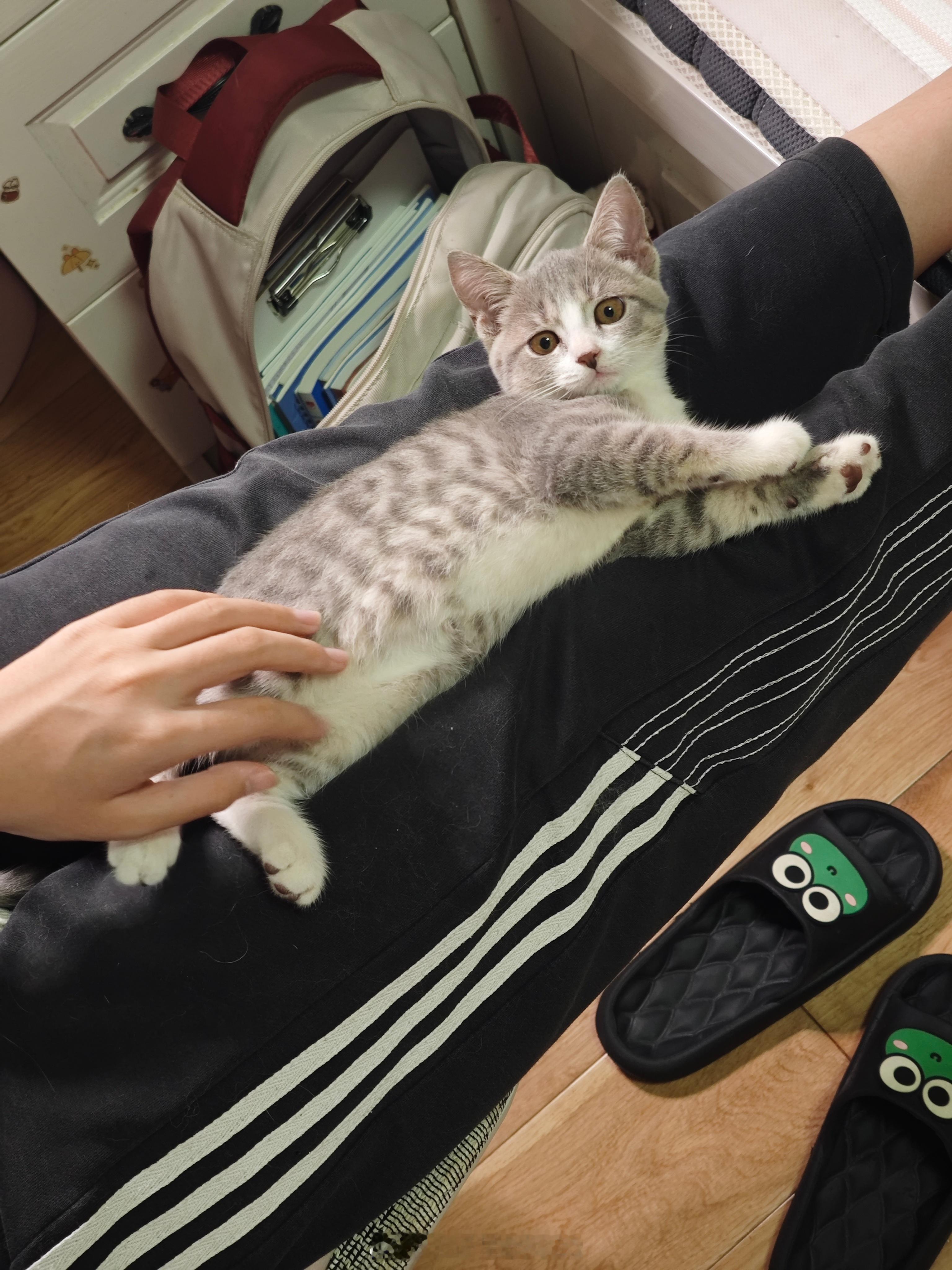 捡来的小野猫蓝莓 太会吃了长好快啊猫砂猫粮购买速度从一个月一次变成了一个月两次狸