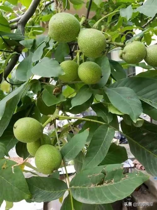 这几天在涉县医院骨科陪床，进来很多因为打核桃而摔伤的病人。甚至听到一个67岁的老