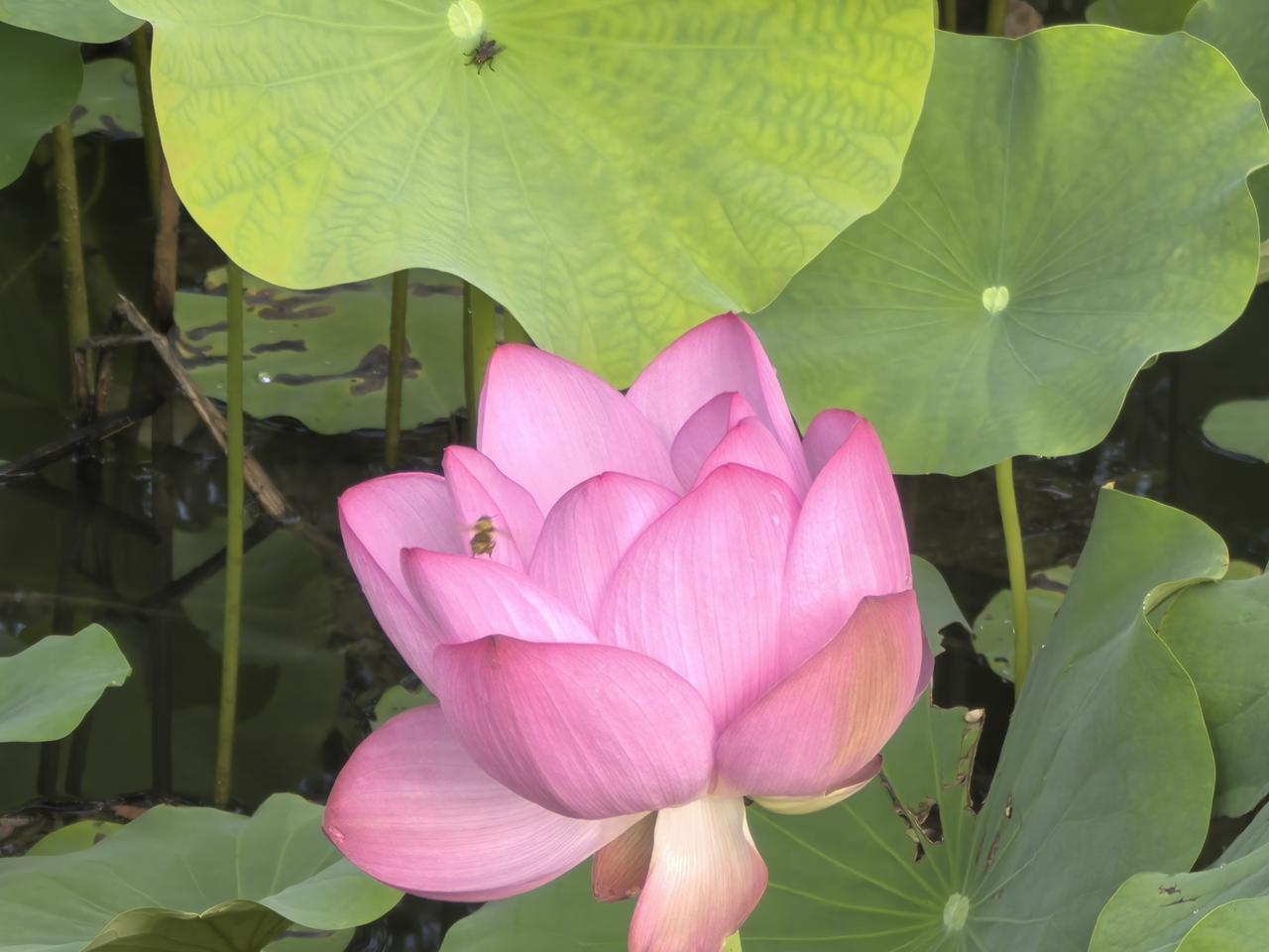 接天莲叶无穷碧，映日荷花别样红

[玫瑰][心][玫瑰]

近日荷花已悄然绽放。