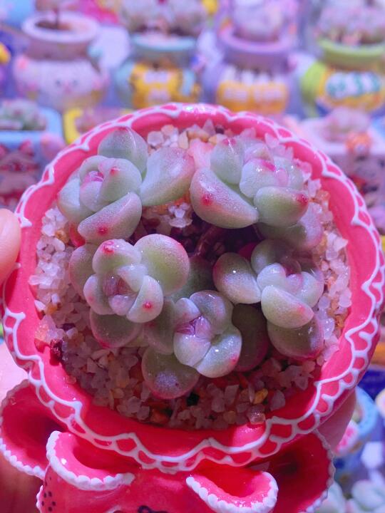 E姐多肉花盆｜冰玉现在是我的爱