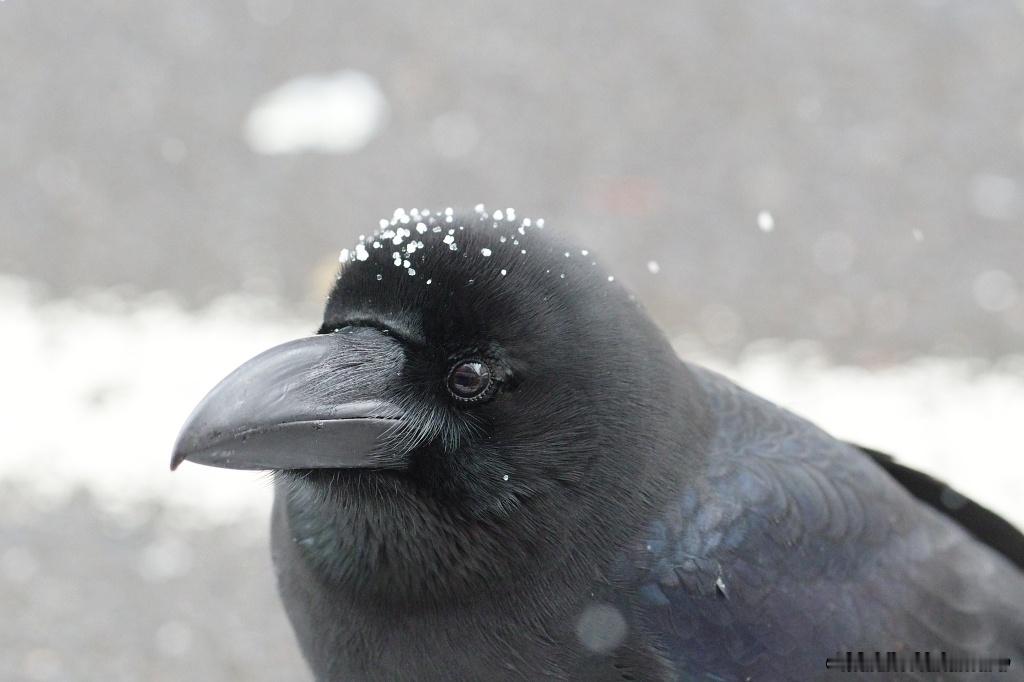 有人懂我吗！！鸦鸦头上的小雪粒真的太萌啦！！！【推：crow_research】