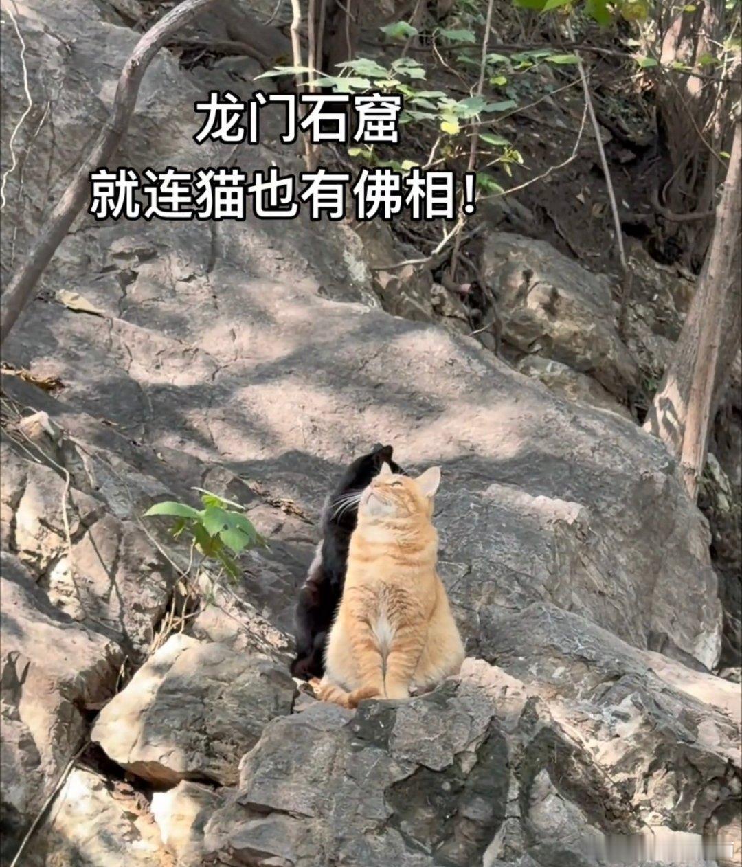 太神奇了，龙门石窟的流浪猫也太有佛相了！龙门石窟的流浪猫，沾着千年前的香火气，卧