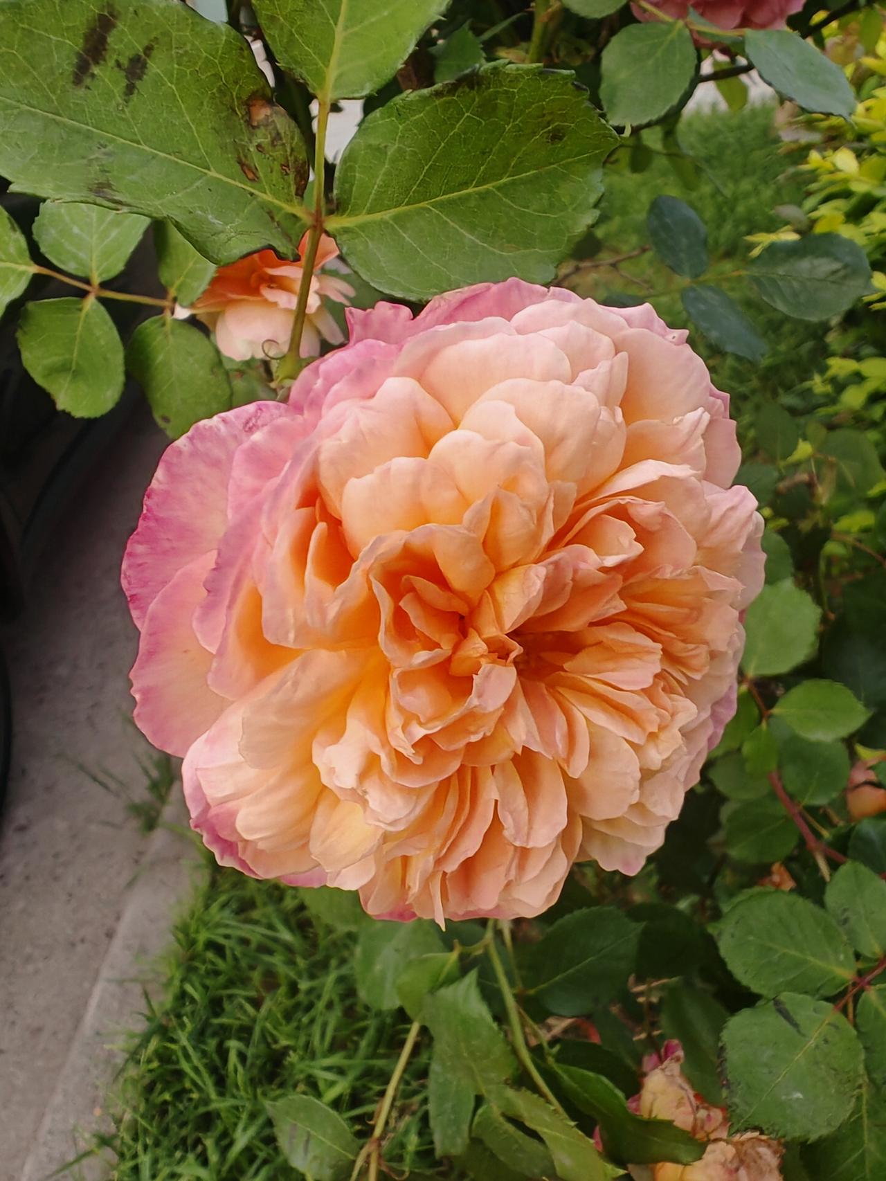 拍一张今天的月季美照这朵月季像打翻了春日的调色盘，花瓣从暖橙渐变到柔粉，边缘晕着