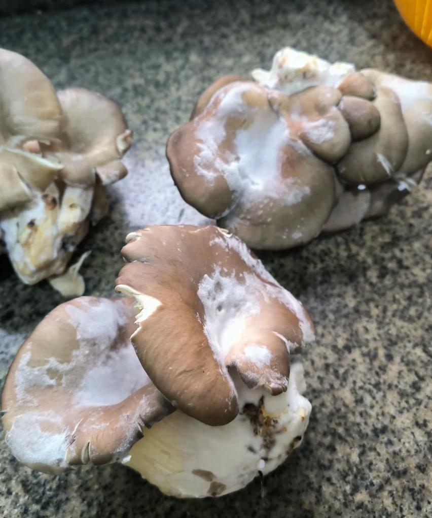 冰箱别只囤肉！囤这7种菜，随吃随取还省事，冻半年都特好吃

多数人家冰箱塞满鱼肉
