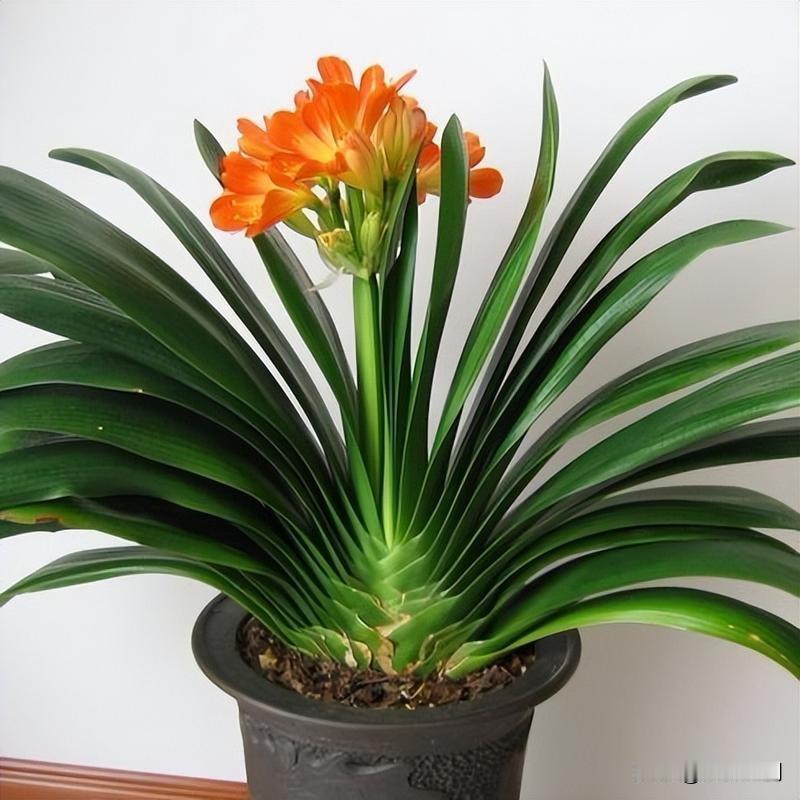 养花别再乱施肥了！
不管君子兰、龟背竹还是绿萝，
春天埋一点羊粪，
叶子油绿发亮