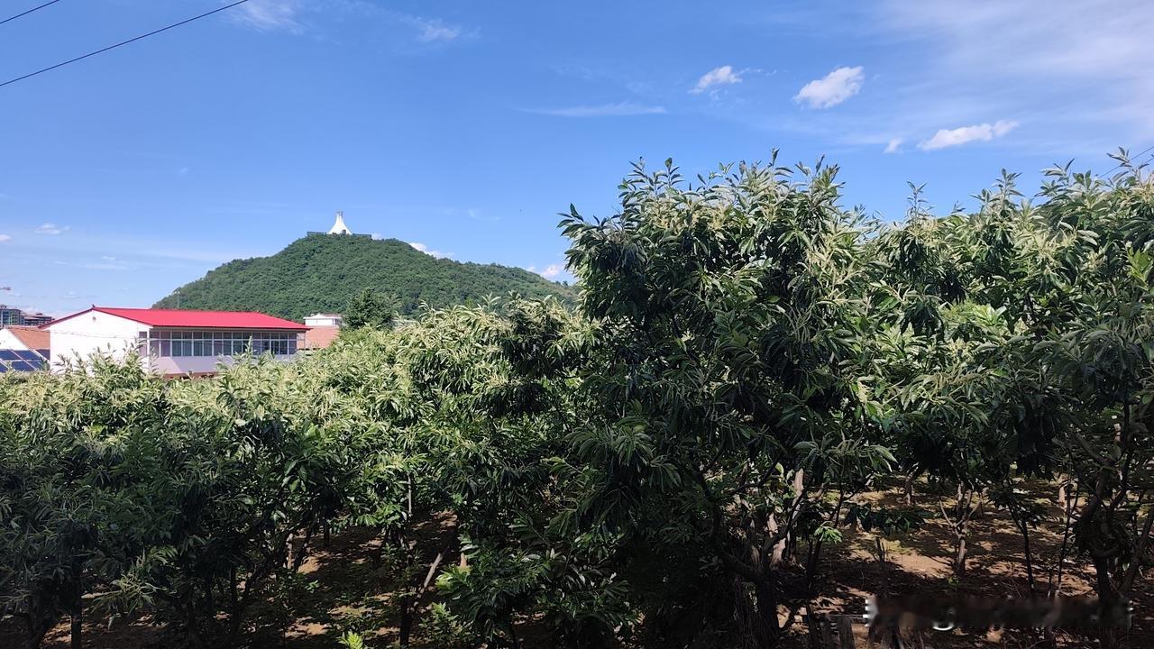 栗乡栗花开
满城飘香来
蓝天携白云
共同来喝彩
[微风] [微风] [微风]
记