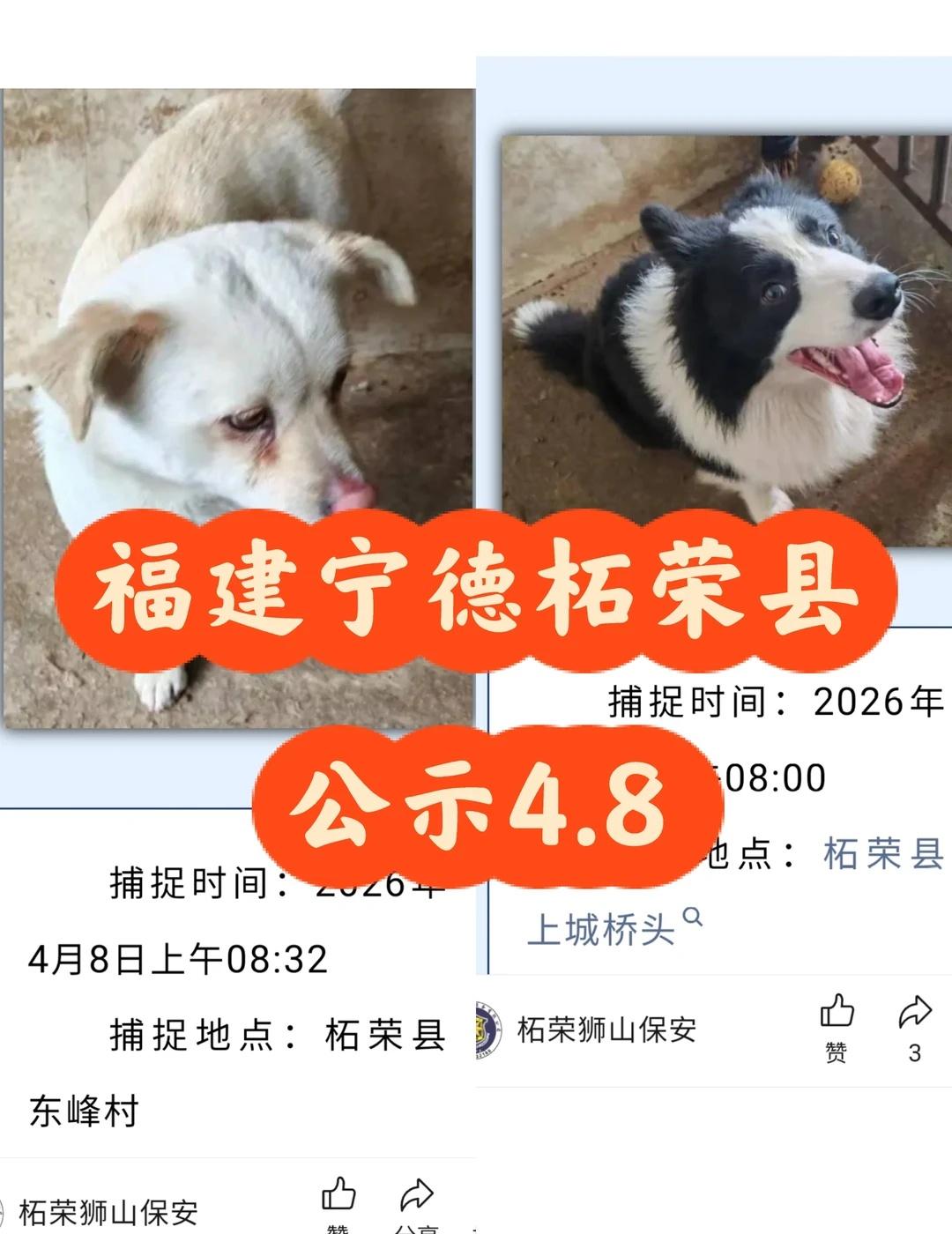 福建省宁德市柘荣县2026.4.8日犬收容公示
柘荣寻狗
2只狗狗，捕捉地点：柘