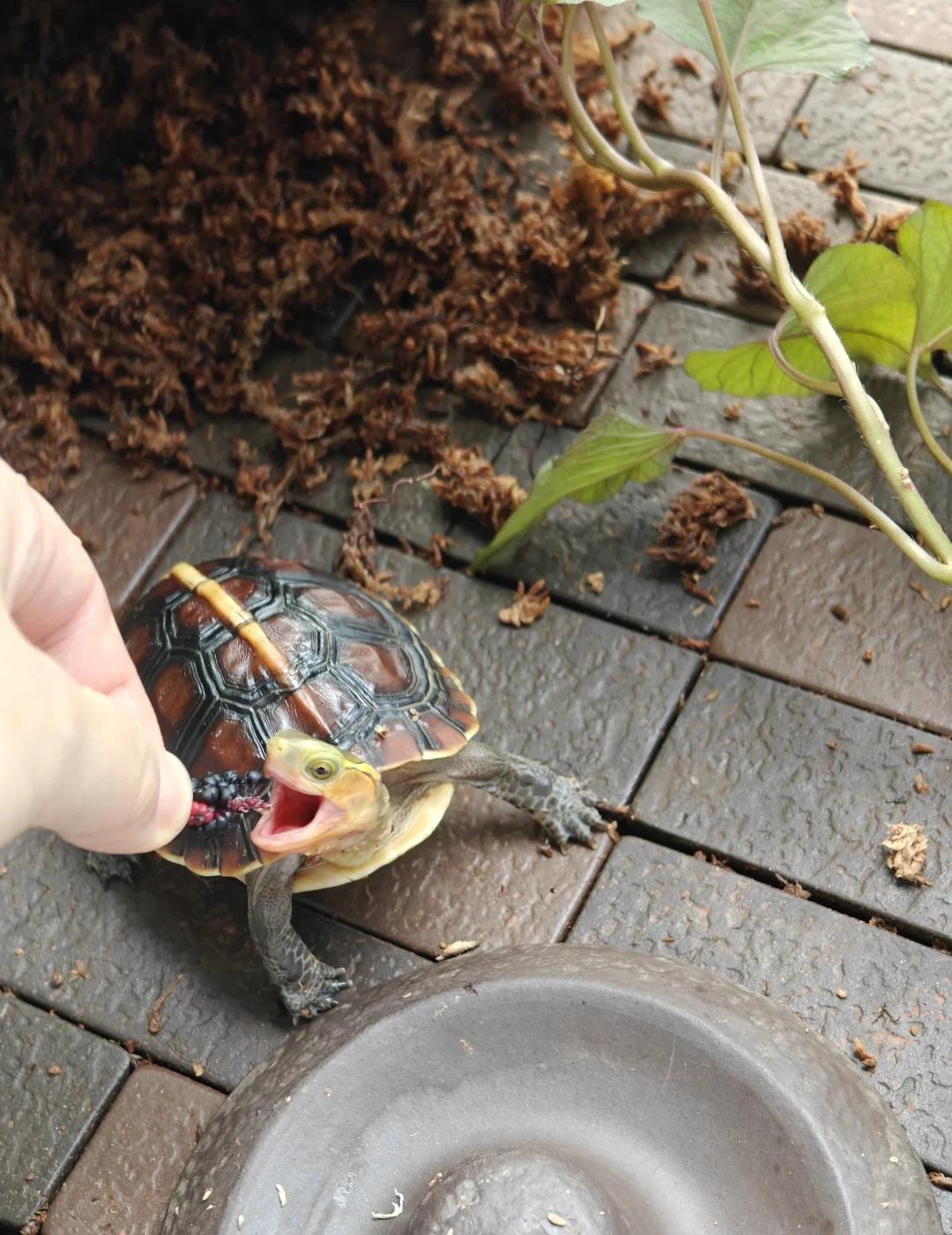 🐢：爱吃野采小桑葚
它胆子也太小了╮₍ ⁻ᴗ⁻ ₎╭
吃个饭还要迂回多次
	