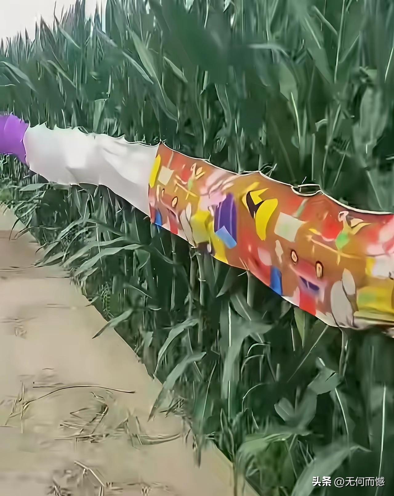 路边的玉米，为什么要拉上这些布遮挡起来，好像遮挡的部位正是结玉米棒的地方，这是一