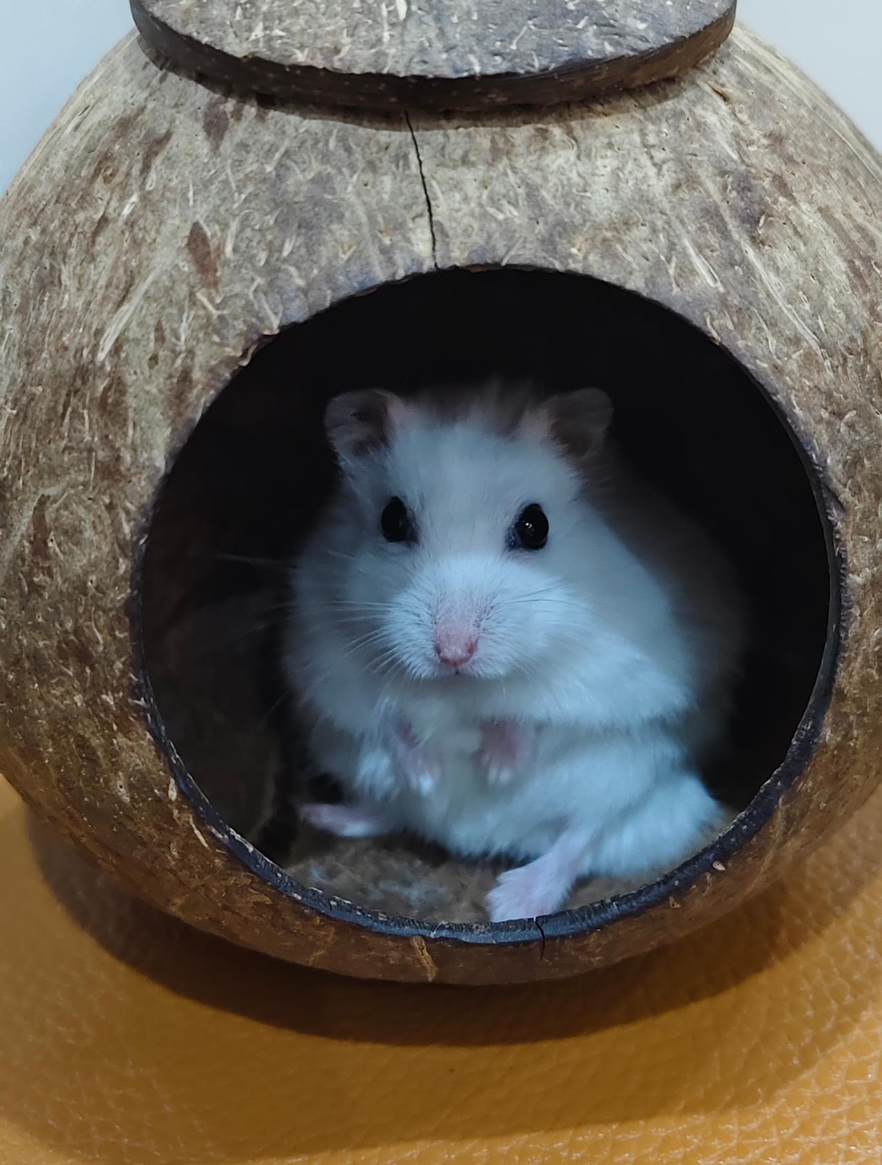 不吵架 不撕逼 专注我的耗子生活 ​​​