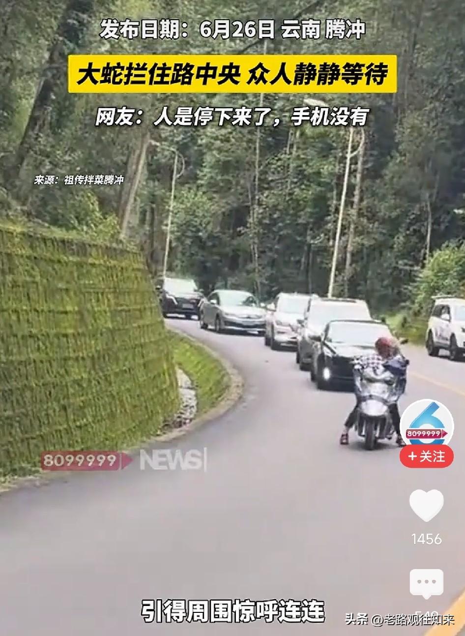 太震撼了！一条近3米长大蛇盘踞公路正中央，双向车流全部停下，没人按喇叭没人上前驱