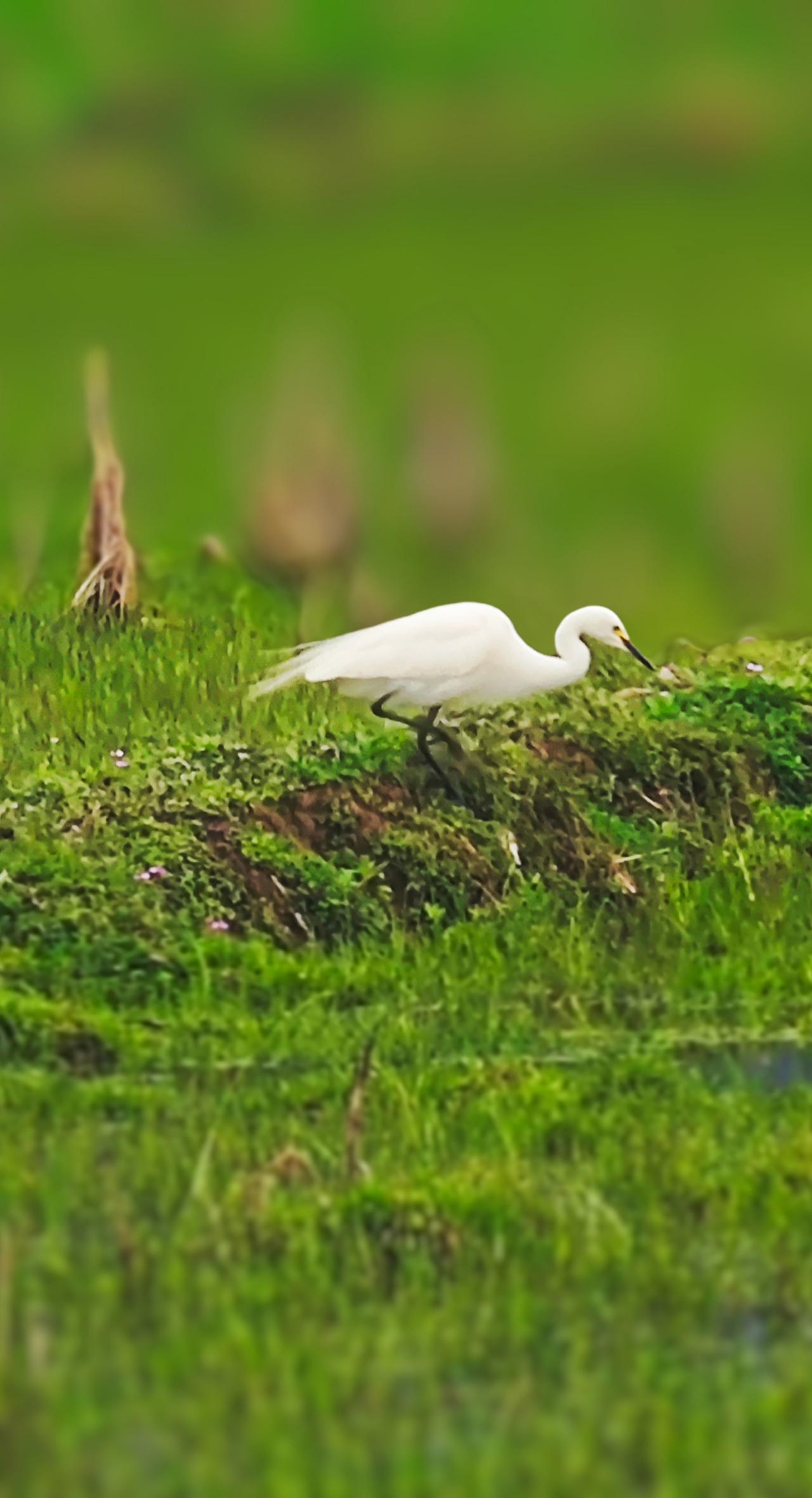觉醒后，
只要你不在乎，
他人不怀好意的纠缠，
乃至故意刁难的伎俩，
不把如此这