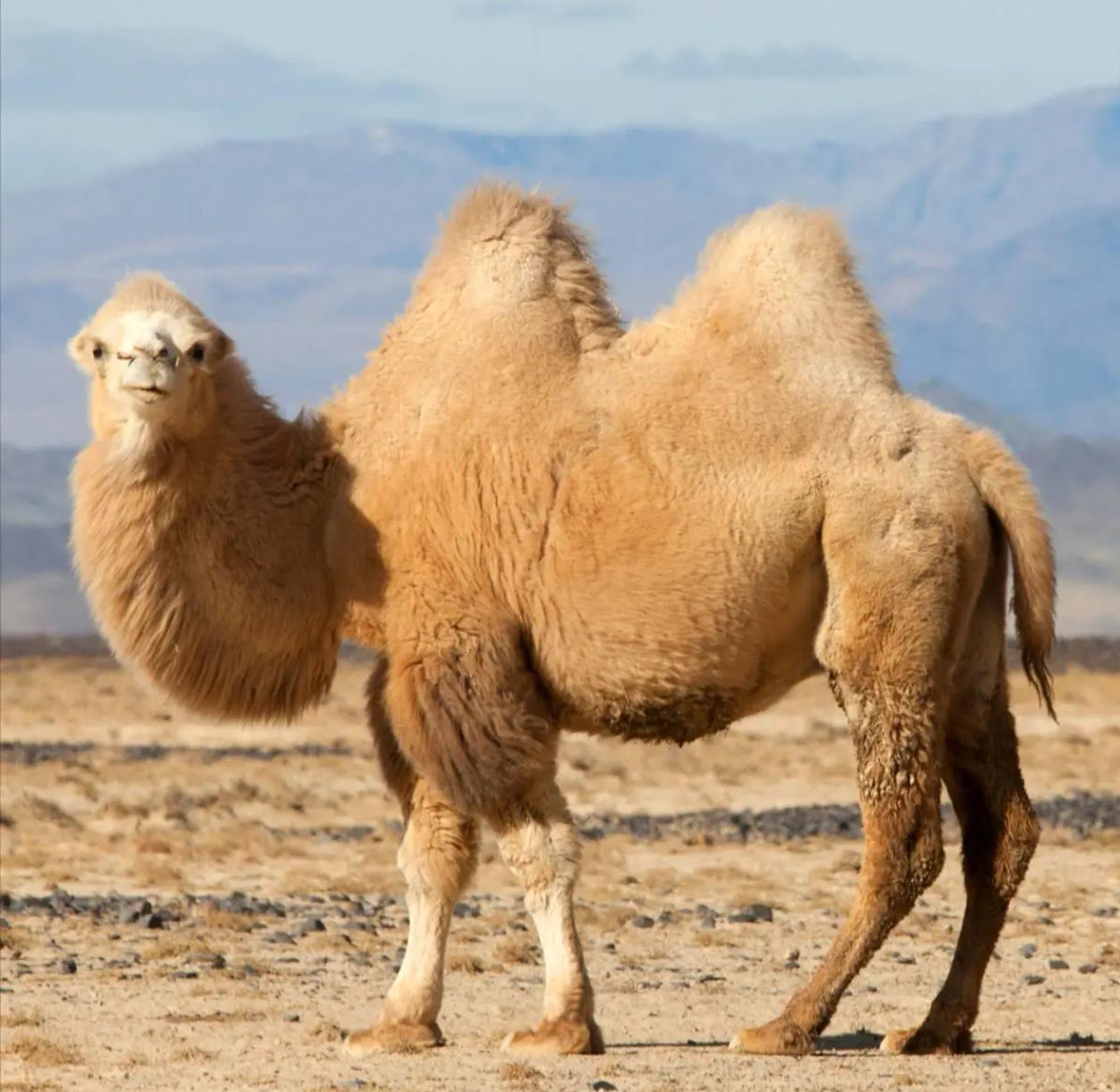 20头骆驼被扒“整容”！打玻尿酸、填硅胶…为了选美也是拼了

📢新鲜事速报
