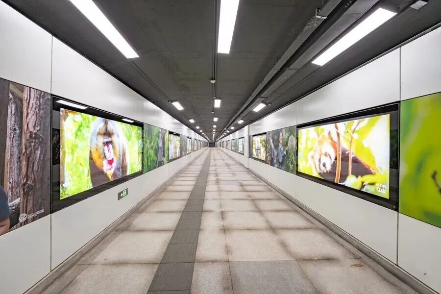 地下通道启用，出南京站5分钟直达动物园南门