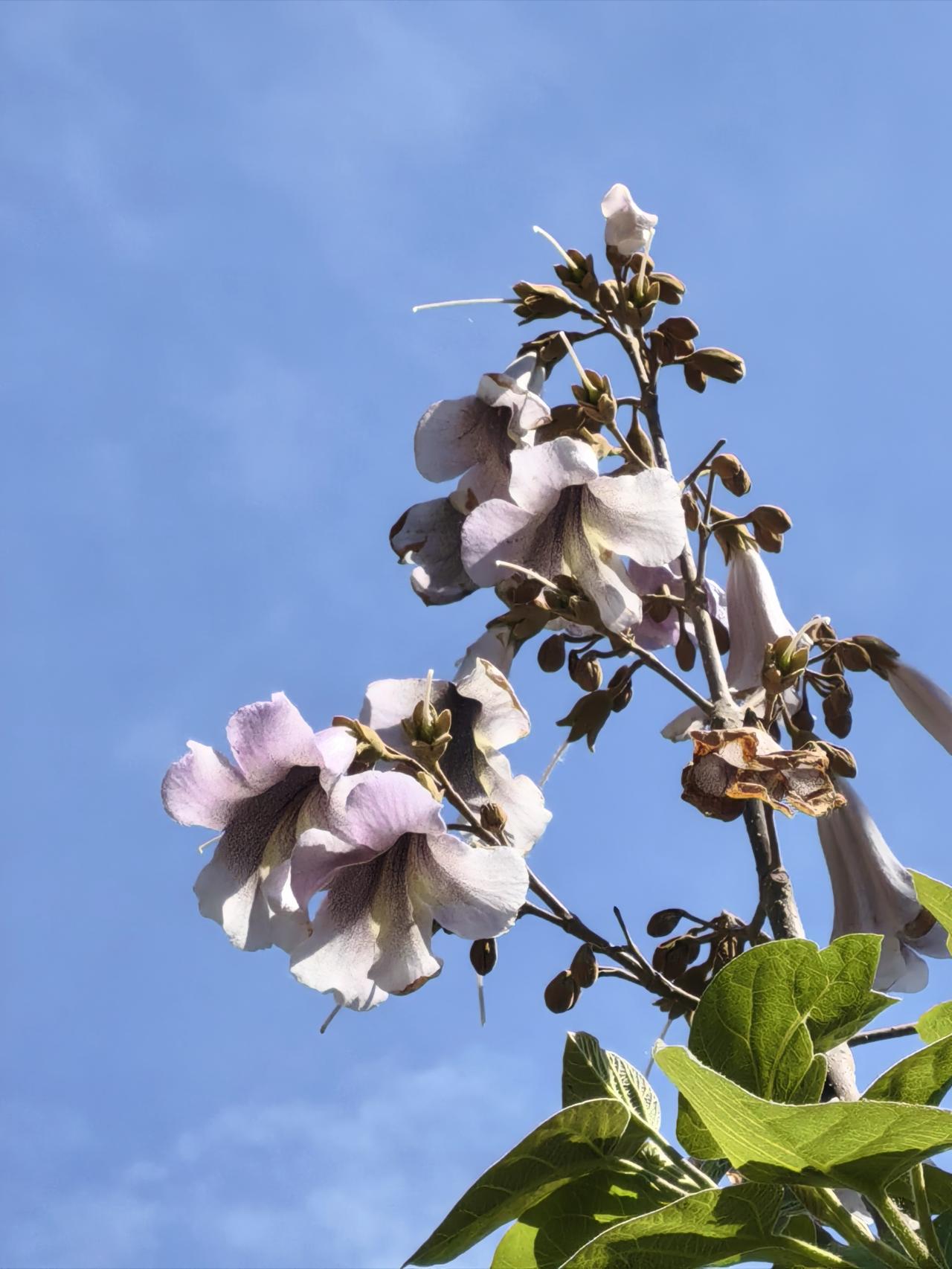 悦景公园随拍几张泡桐树花您看好看吗？
泡桐树花盛开时通常非常壮观。它们的花朵呈紫