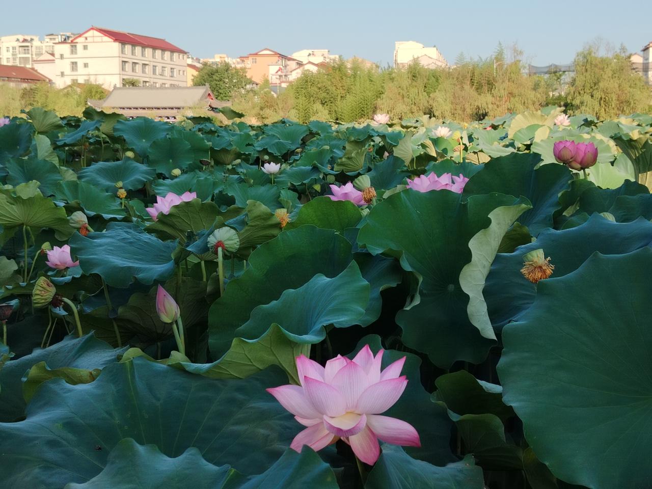 城固县北郊外莲花池村：清晨的荷塘