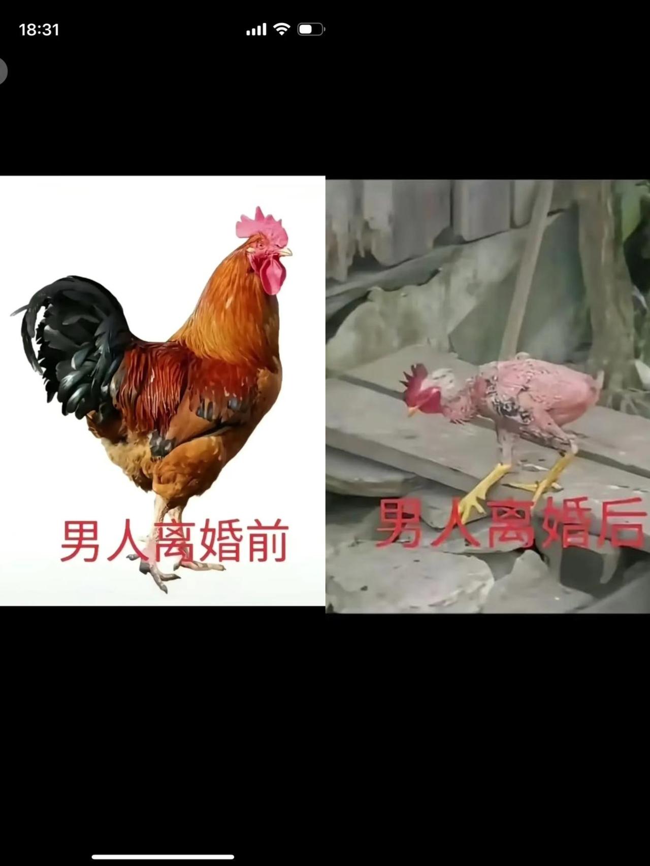一位性学家说：“男人身体垮得快、走得早，根子很简单。只要老婆没了，或者家里天天鸡