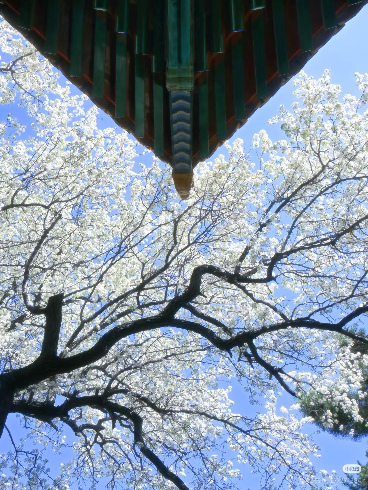 北京十三陵的这一树繁花，看来是藏不住了

每年四月中旬，当城区的繁花落尽，藏在十