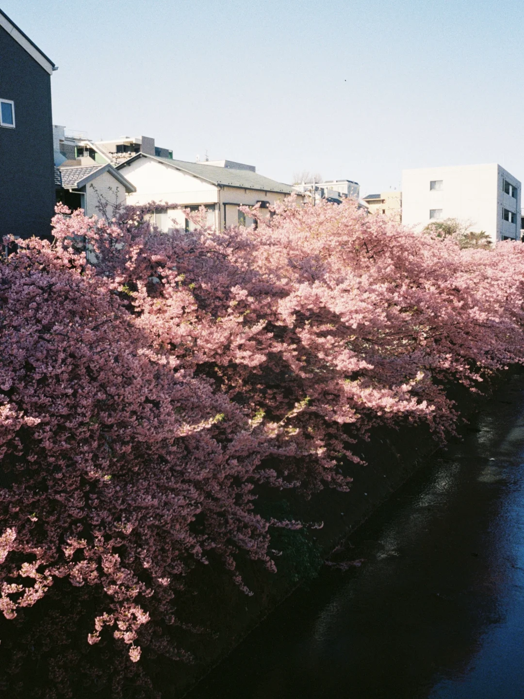 𝓕𝓲𝓵𝓶｜像梦一样的春天