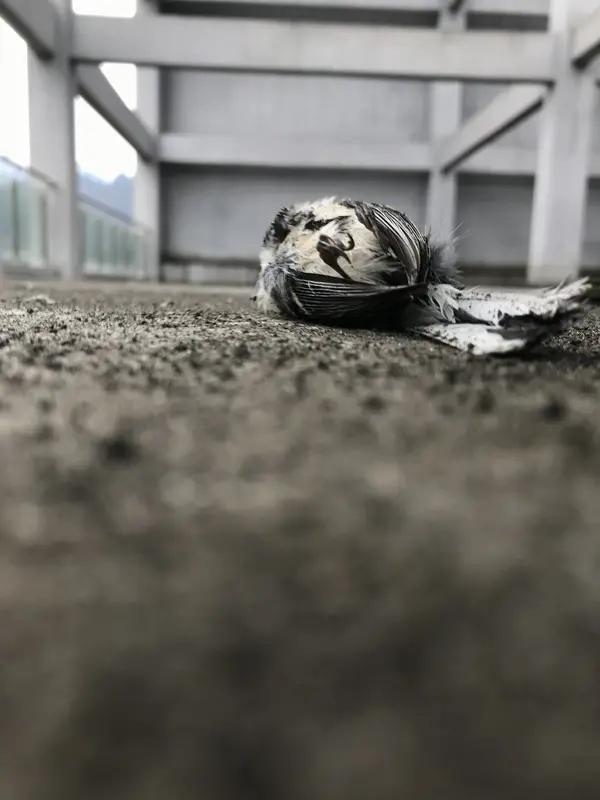 现在“死了么”这款独居 App 爆火，名字直白却在年轻人中很受欢迎。它让用户每天