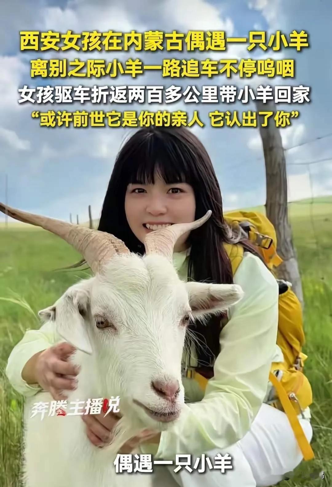 家人们，之前内蒙古那只追车的小羊羔后续来了！目前已经平安落地西安，小家伙状态挺好