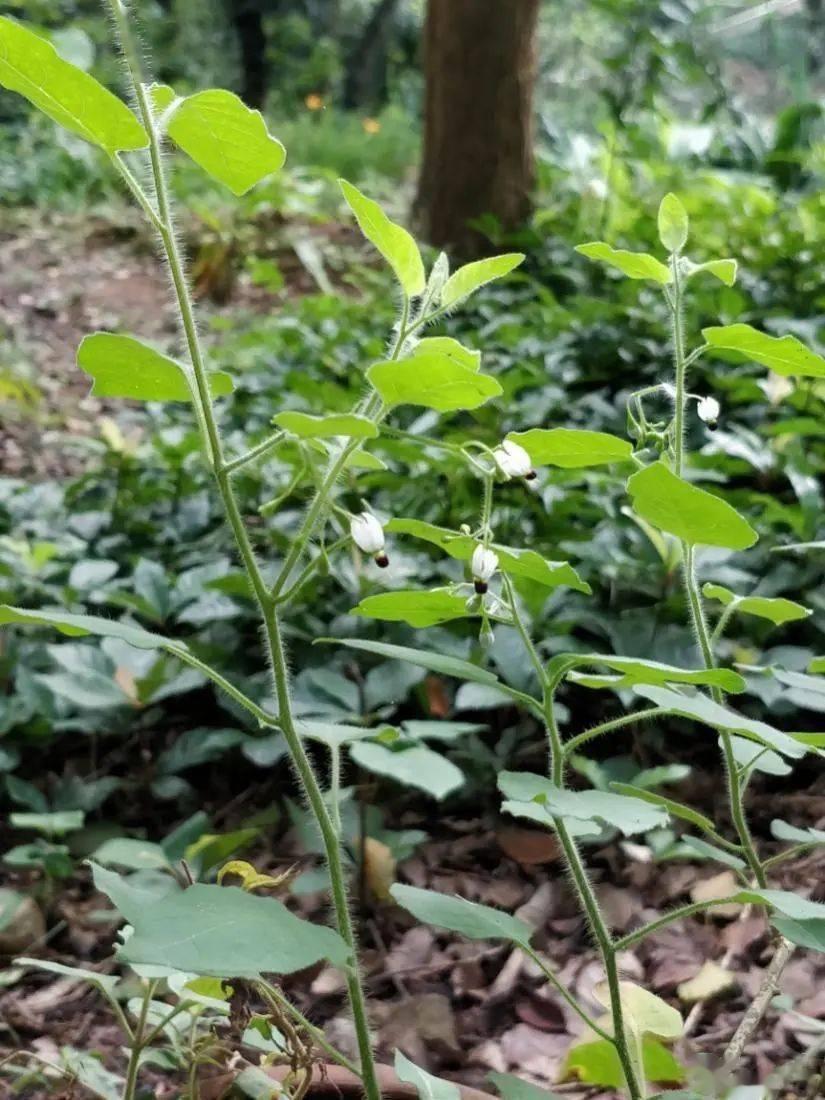 一味神奇中药，可以治肺癌、鼻咽癌、大肠癌等，很少有人知道神农尝百草，样样都是药，