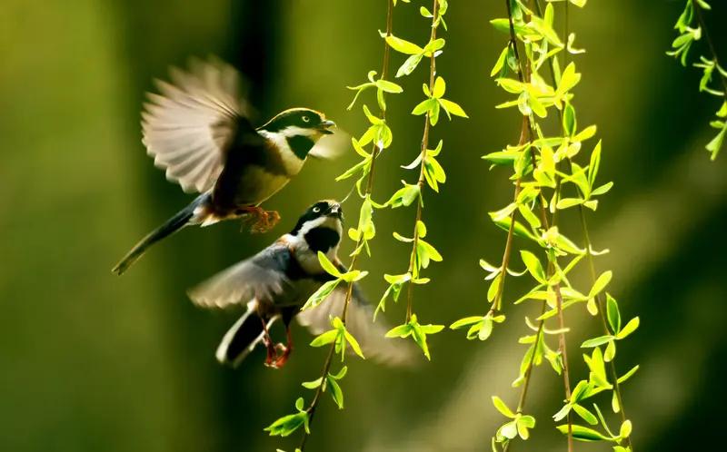 你能对出“莺展春心风戏柳”下联吗燕传夏意雨拂荷
