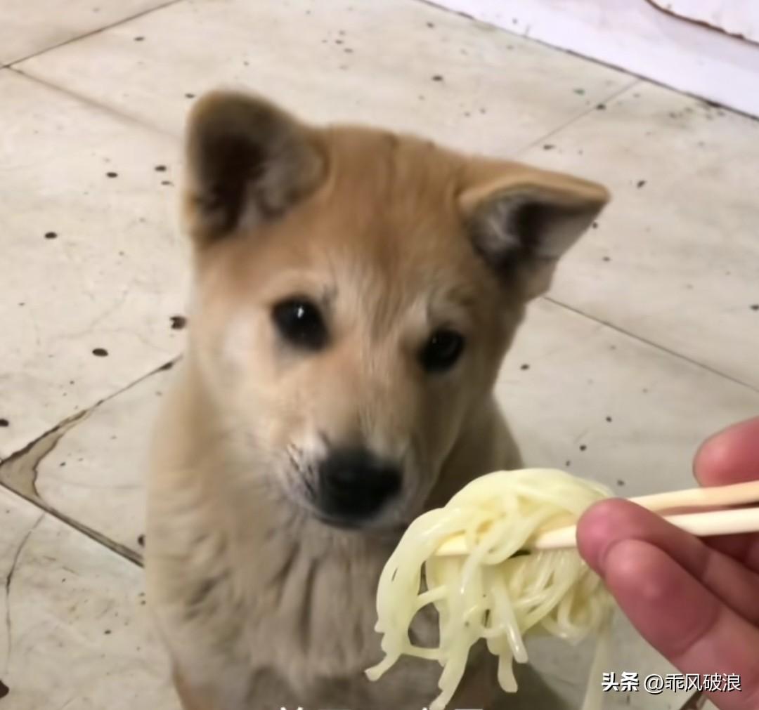 历经千年传承，老祖宗留下的中华田园犬，有不吃筷中饭的习性流传至今。瞧这只小家伙，