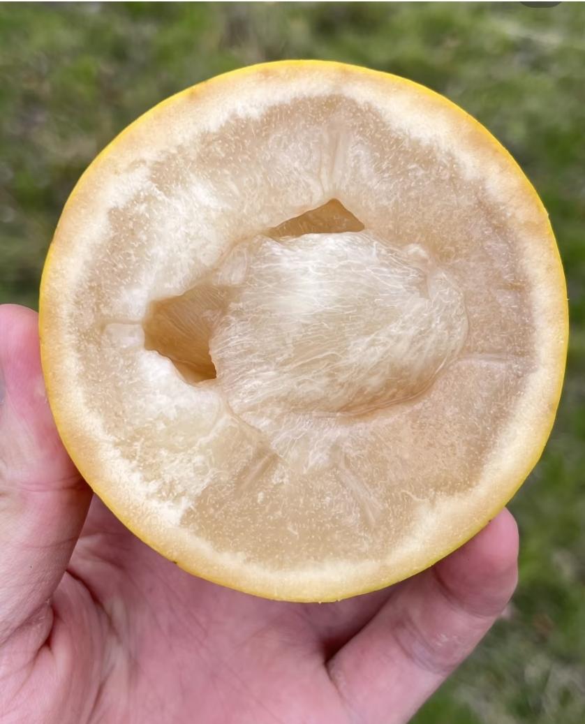 小众水果｜黄晶果🍯一口吃下奶香果冻美味！
黄晶果被称为“树上燕窝”，金灿灿圆滚