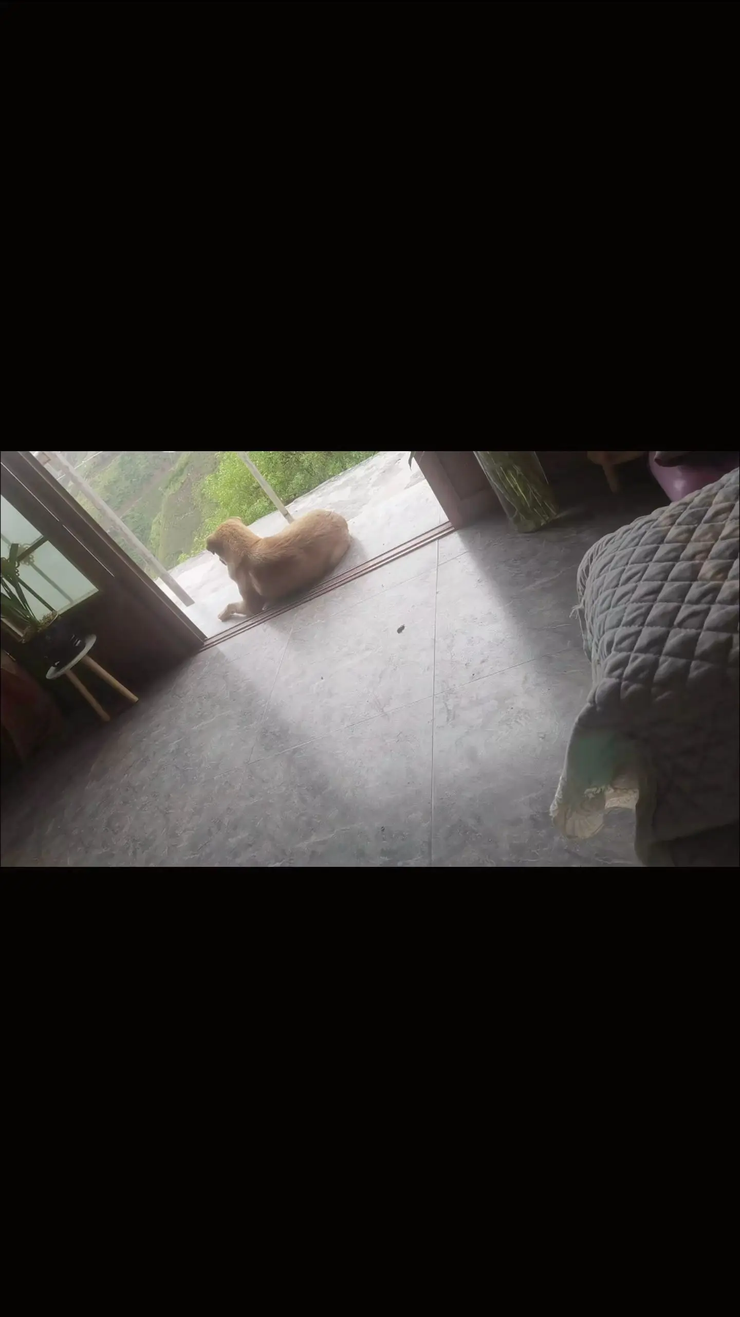 毛孩子