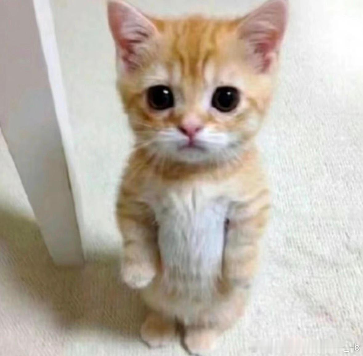 妈咪是只小猫💉 
